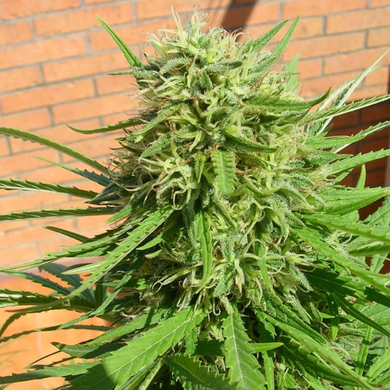 Auto Dr. Grinspoon feminised Ganja Seeds - 2 насінини