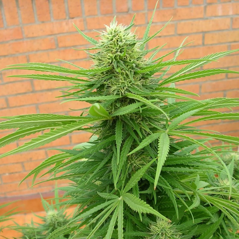Auto Dr. Grinspoon feminised Ganja Seeds - 2 насінини