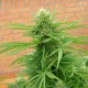 Auto Dr. Grinspoon feminised Ganja Seeds - 2 насінини