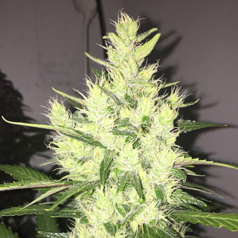 Auto Dr. Grinspoon feminised Ganja Seeds - 2 насінини