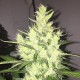 Auto Dr. Grinspoon feminised Ganja Seeds - 2 насінини