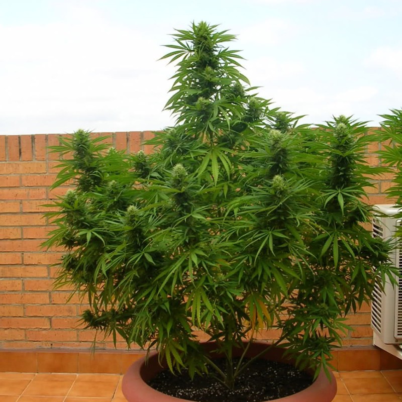 Auto Dr. Grinspoon feminised Ganja Seeds - 2 насінини