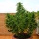 Auto Dr. Grinspoon feminised Ganja Seeds - 2 насінини