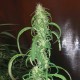Auto Dr. Grinspoon feminised Ganja Seeds - 2 насінини