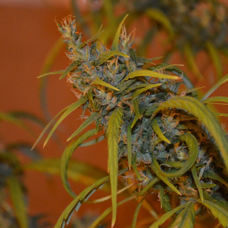 Auto Dr. Grinspoon feminised Ganja Seeds - 2 насінини