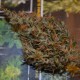 Auto Dr. Grinspoon feminised Ganja Seeds - 2 насінини