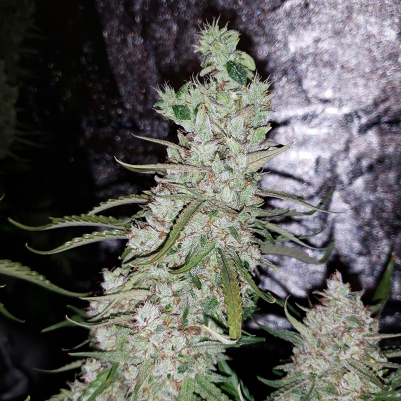 Auto Dr. Grinspoon feminised Ganja Seeds - 2 насінини