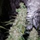 Auto Dr. Grinspoon feminised Ganja Seeds - 2 насінини