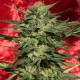 Auto White Russian XXL feminised Ganja Seeds - 2 насінини