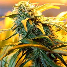Great White Russian feminised Ganja Seeds