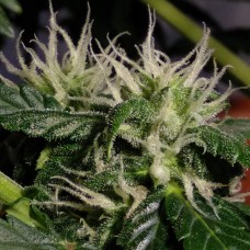 Auto White Dwarf feminised GanjaLiveSeeds
