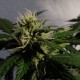 Auto White Dwarf feminised GanjaLiveSeeds