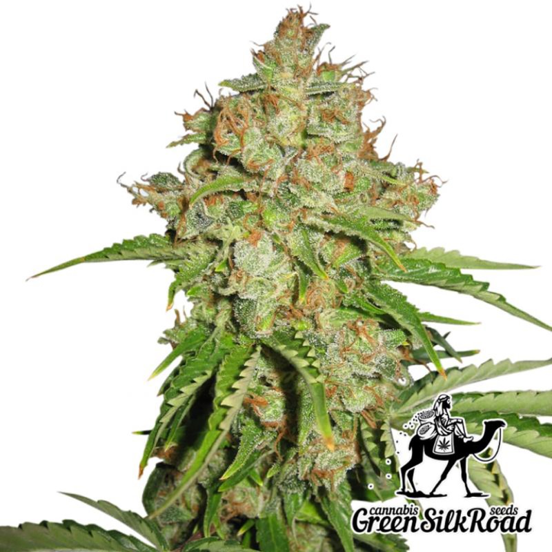 Auto White Russian feminised Green Silk Road Seeds - 20 насінин