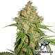 Auto White Russian feminised Green Silk Road Seeds - 20 насінин