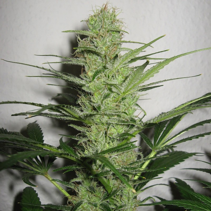 Auto White Russian feminised Green Silk Road Seeds - 20 насінин