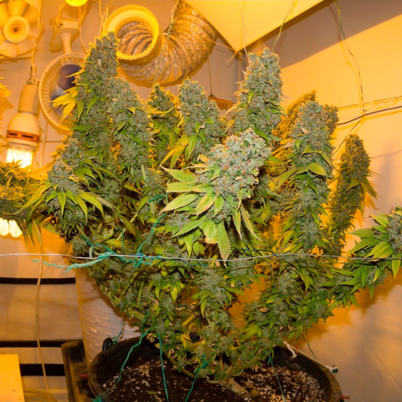 Blue Gelato 41 feminised GanjaLiveSeeds