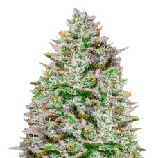Blue Gelato 41 feminised GanjaLiveSeeds