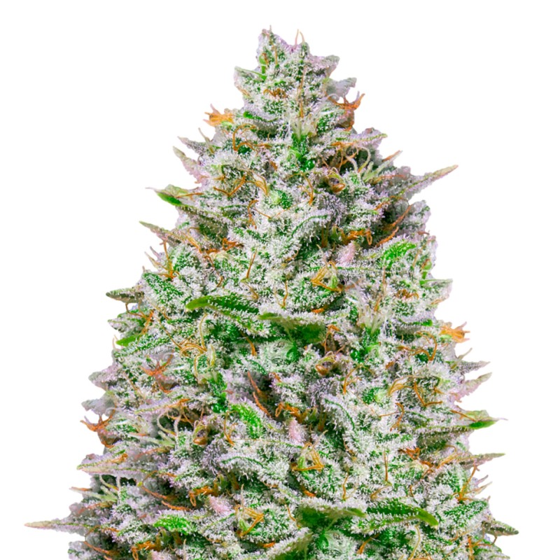 Blue Gelato 41 feminised GanjaLiveSeeds