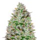 Blue Gelato 41 feminised GanjaLiveSeeds