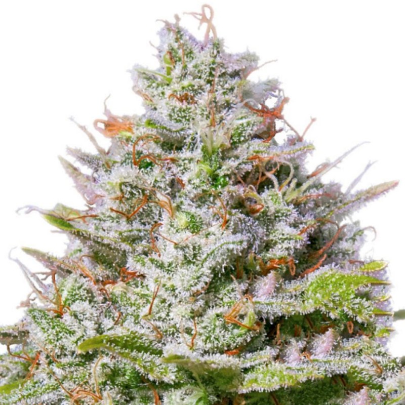 Blue Gelato 41 feminised GanjaLiveSeeds