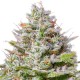 Blue Gelato 41 feminised GanjaLiveSeeds