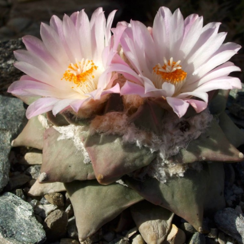 Ariocarpus retusus 2.0