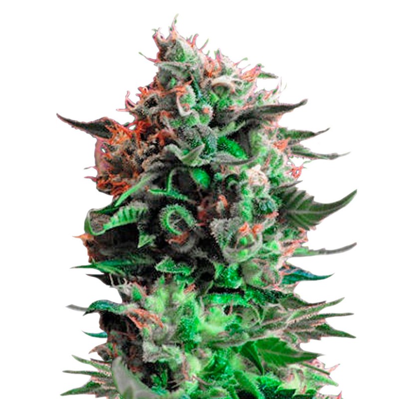Jack 47 feminised Ganja Seeds Fast Version - 777 насінин