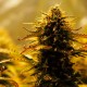 Jack 47 feminised Ganja Seeds Fast Version - 777 насінин