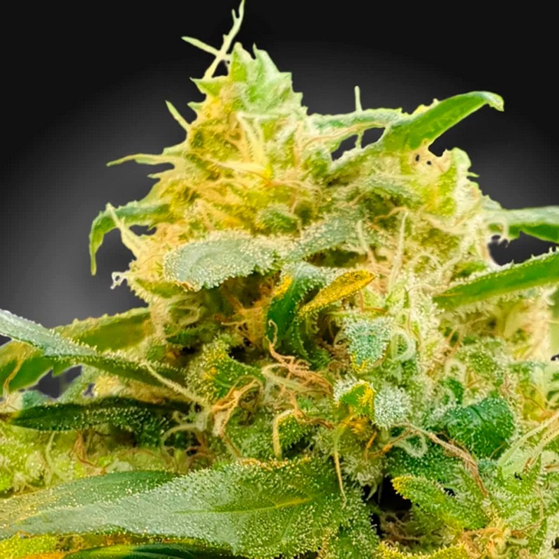 CBDivine feminised Ganja Seeds