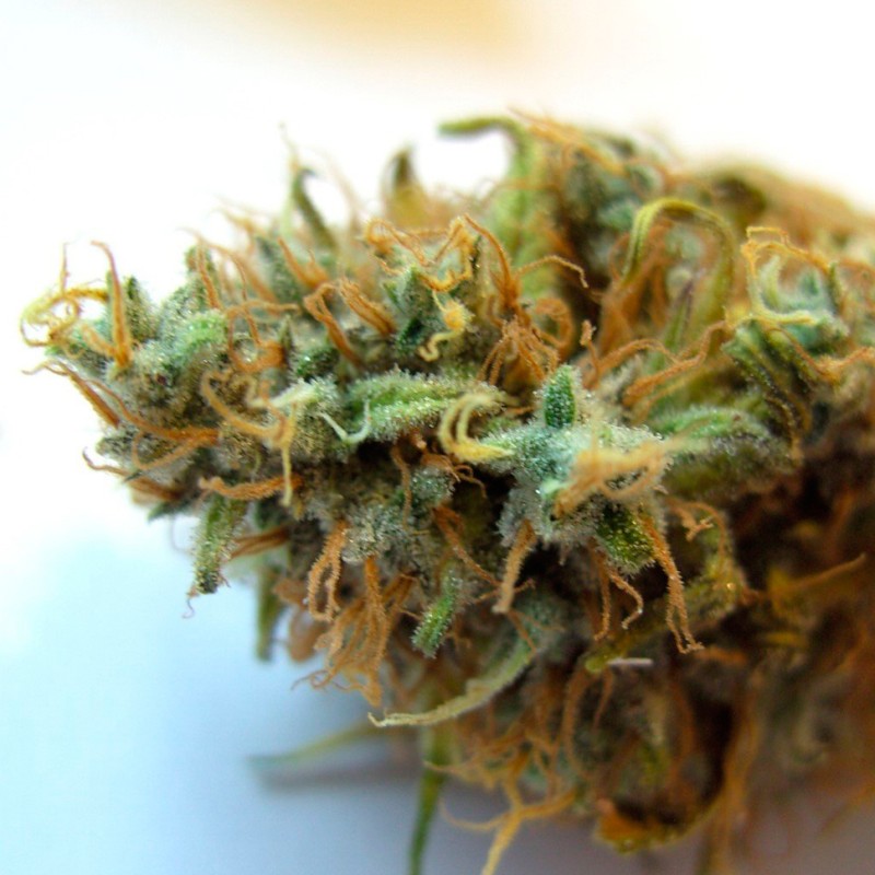 CBDivine feminised Ganja Seeds