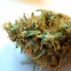 CBDivine feminised Ganja Seeds