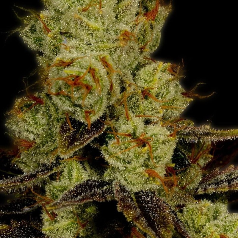 L.A. Confidential feminised Ganja Seeds - 2 насінини