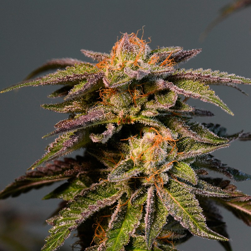 L.A. Confidential feminised Ganja Seeds - 2 насінини