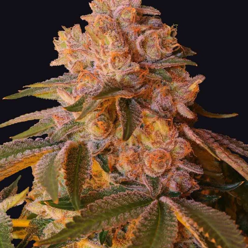 L.A. Confidential feminised Ganja Seeds - 2 насінини