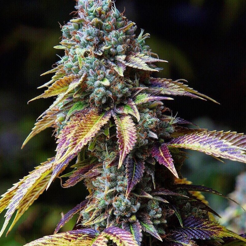 L.A. Confidential feminised Ganja Seeds - 2 насінини