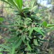 Pakistan Valley feminised Ganja Seeds - 2 насінини
