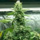 Pakistan Valley feminised Ganja Seeds - 2 насінини