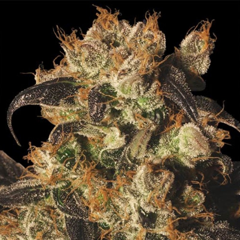 Auto White Berry feminised Ganja Seeds - 4 насінини