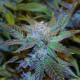 Green House Thai feminised Ganja Seeds