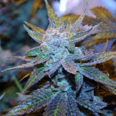 Green House Thai feminised Ganja Seeds