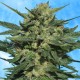 Auto White Russian feminised GanjaLiveSeeds