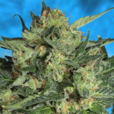 Auto White Russian feminised GanjaLiveSeeds