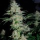Auto White Widow feminised Green Silk Road Seeds