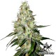 Auto White Widow feminised Green Silk Road Seeds