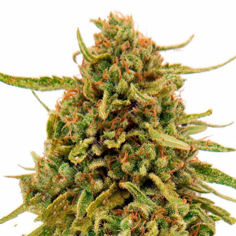 Widow Remedy feminised Ganja Seeds - 2 насінини