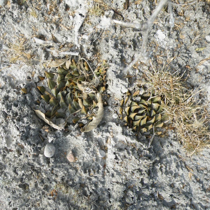 Ariocarpus trigonus elongatus
