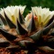 Ariocarpus trigonus elongatus