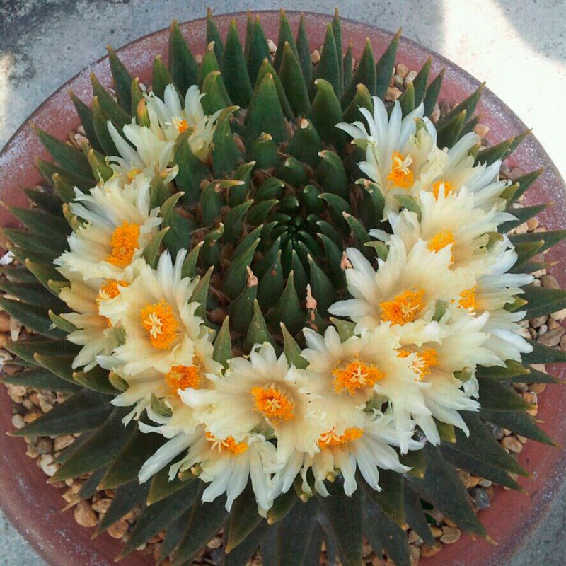 Ariocarpus trigonus elongatus