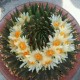 Ariocarpus trigonus elongatus