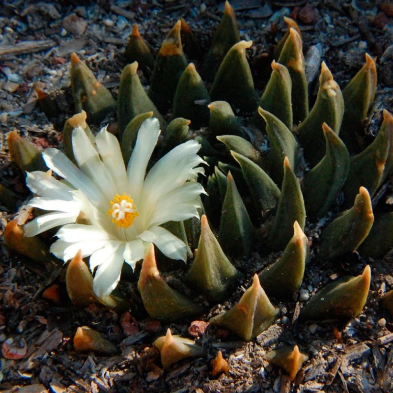 Ariocarpus trigonus elongatus